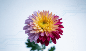 Crisantemo - Chrysanthemum