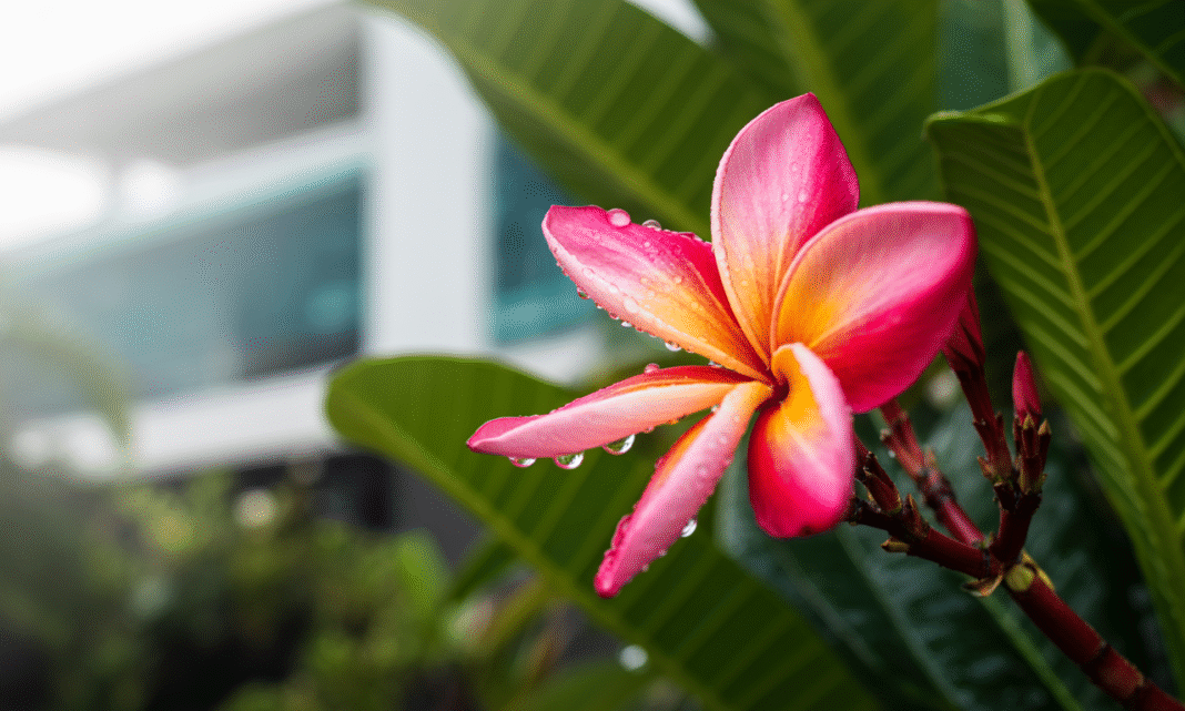 Jasmim Manga (Plumeria Rubra): Guia Completo de Cultivo e Cuidados Jasmim Manga (Plumeria Rubra): Guia Completo de Cultivo e Cuidados