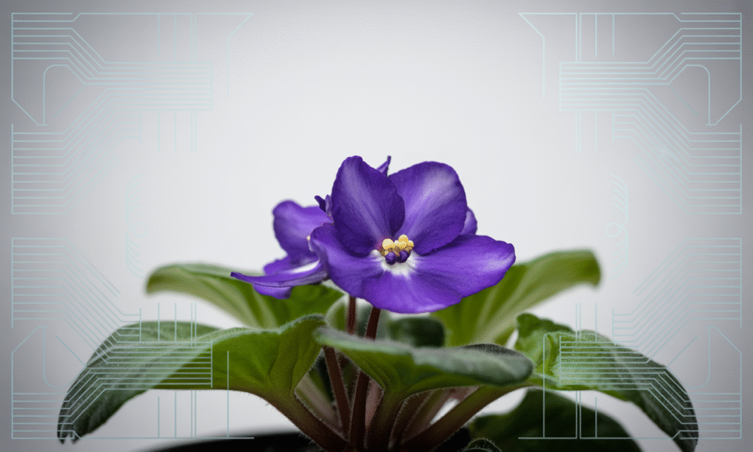 Violeta (Saintpaulia Ionantha): Como Cultivar, Cuidar e Florescer com Sucesso Violeta (Saintpaulia Ionantha): Como Cultivar, Cuidar e Florescer com Sucesso